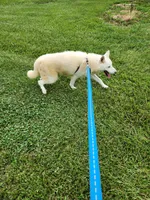 Lily, a female Siberian Husky for sale in Madison, NC – Photo 2 of 4