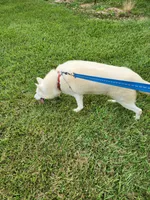 Lily, a female Siberian Husky for sale in Madison, NC – Photo 4 of 4