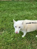 Lily, a female Siberian Husky for sale in Madison, NC – Photo 1 of 4