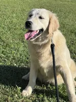 AKC Winnie, a female Golden Retriever for sale in Albertville, AL – 6 of 6