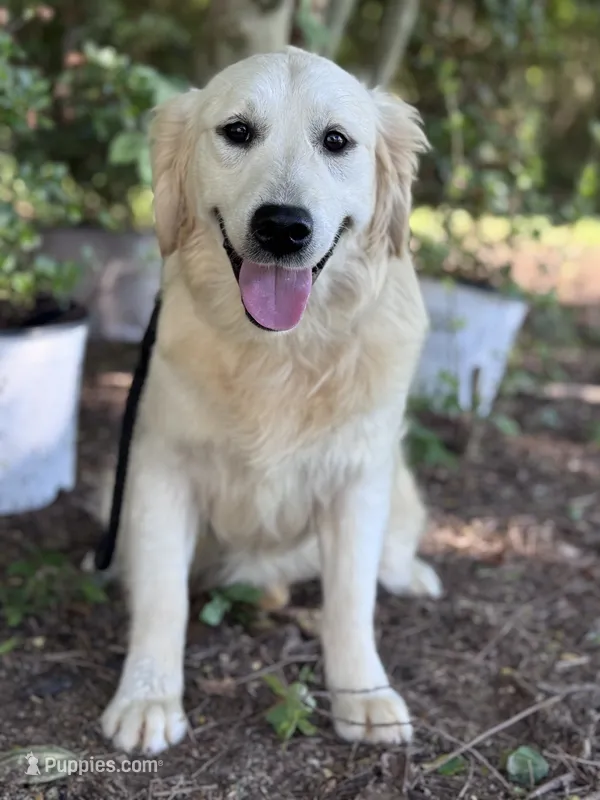AKC Pearl – Golden Retriever puppy for sale in Albertville, AL