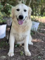 AKC Pearl, a female Golden Retriever for sale in Albertville, AL – 1 of 5