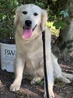 AKC Winnie, a female Golden Retriever for sale in Albertville, AL – 5 of 6