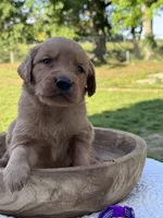 AKC Maple, a female Golden Retriever for sale in Albertville, AL – 4 of 6