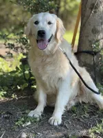 AKC Moose, a male Golden Retriever for sale in Albertville, AL – 3 of 6