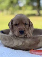 AKC Tillie, a female Golden Retriever for sale in Albertville, AL – 2 of 7
