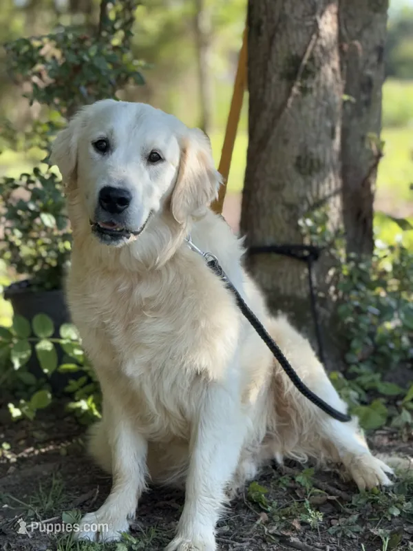 AKC Moose – Golden Retriever puppy for sale in Albertville, AL