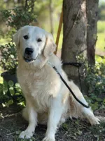 AKC Moose, a male Golden Retriever for sale in Albertville, AL – 1 of 6