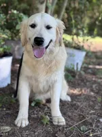 AKC Pearl, a female Golden Retriever for sale in Albertville, AL – 3 of 5
