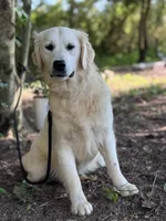 AKC Pearl, a female Golden Retriever for sale in Albertville, AL – 2 of 5