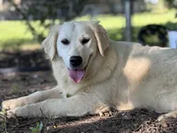 AKC Winnie, a female Golden Retriever for sale in Albertville, AL – 4 of 6