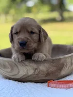 AKC Tillie, a female Golden Retriever for sale in Albertville, AL – 3 of 7
