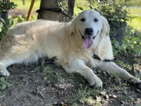 AKC Moose, a male Golden Retriever for sale in Albertville, AL – 5 of 6