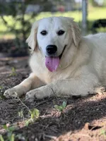 AKC Winnie, a female Golden Retriever for sale in Albertville, AL – 2 of 6