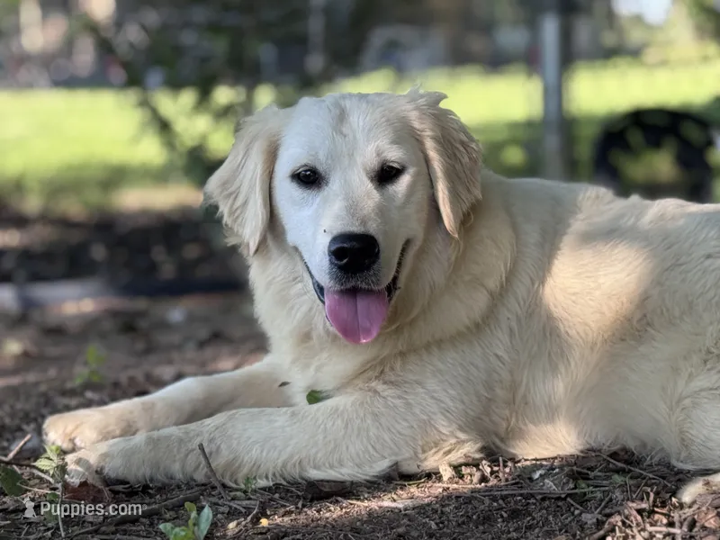 AKC Winnie – Golden Retriever puppy for sale in Albertville, AL