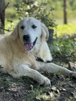 AKC Moose, a male Golden Retriever for sale in Albertville, AL – 4 of 6