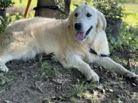 AKC Moose, a male Golden Retriever for sale in Albertville, AL – 6 of 6