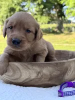 AKC Tillie, a female Golden Retriever for sale in Albertville, AL – 4 of 7