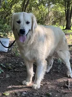AKC Pearl, a female Golden Retriever for sale in Albertville, AL – 5 of 5