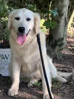 AKC Winnie, a female Golden Retriever for sale in Albertville, AL – 3 of 6