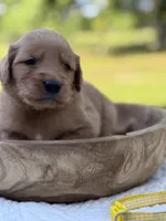 AKC Tillie, a female Golden Retriever for sale in Albertville, AL – 1 of 7