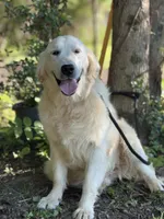 AKC Moose, a male Golden Retriever for sale in Albertville, AL – 2 of 6