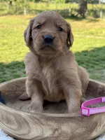 AKC Tillie, a female Golden Retriever for sale in Albertville, AL – 5 of 7