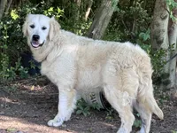 AKC Pearl, a female Golden Retriever for sale in Albertville, AL – 4 of 5