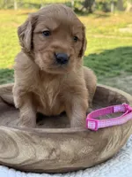 AKC Tillie, a female Golden Retriever for sale in Albertville, AL – 6 of 7