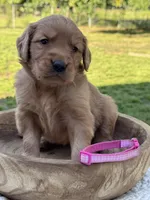AKC Maple, a female Golden Retriever for sale in Albertville, AL – 6 of 6