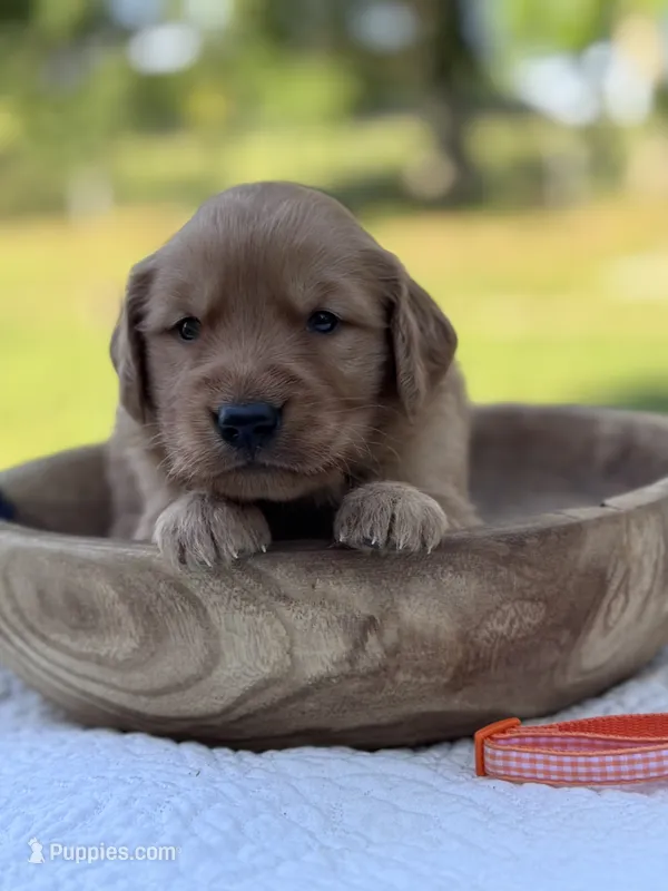 AKC Maple – Golden Retriever puppy for sale in Albertville, AL