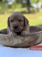 AKC Maple, a female Golden Retriever for sale in Albertville, AL – 1 of 6