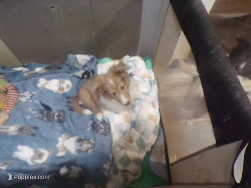 Marmalade – Shetland Sheepdog puppy for sale in Fairfield, ME