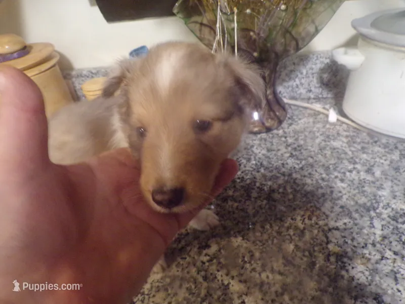 Tanner – Shetland Sheepdog puppy for sale in Fairfield, ME