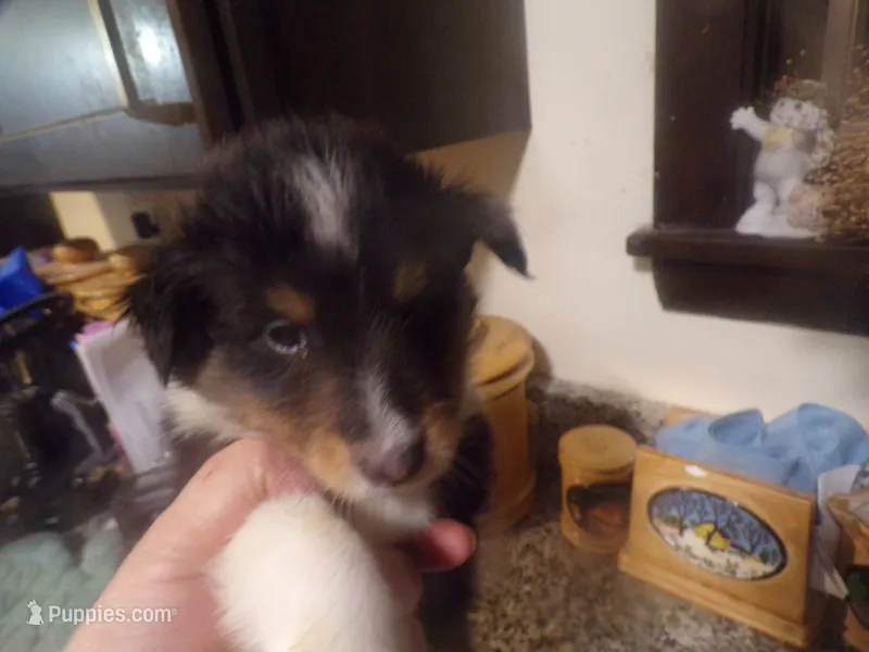 Bismark – Shetland Sheepdog puppy for sale in Fairfield, ME