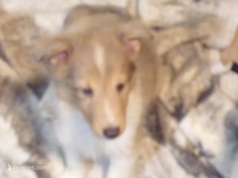 Tanner – Shetland Sheepdog puppy for sale in Fairfield, ME