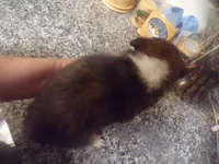 Bismark, a male Shetland Sheepdog for sale in Fairfield, ME – 3 of 3
