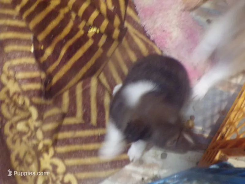 Bismark – Shetland Sheepdog puppy for sale in Fairfield, ME