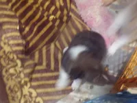 Bismark, a male Shetland Sheepdog for sale in Fairfield, ME – 1 of 3