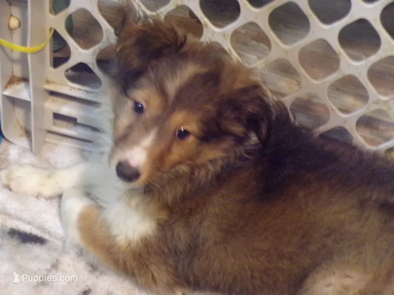 Tina – Shetland Sheepdog puppy for sale in Fairfield, ME