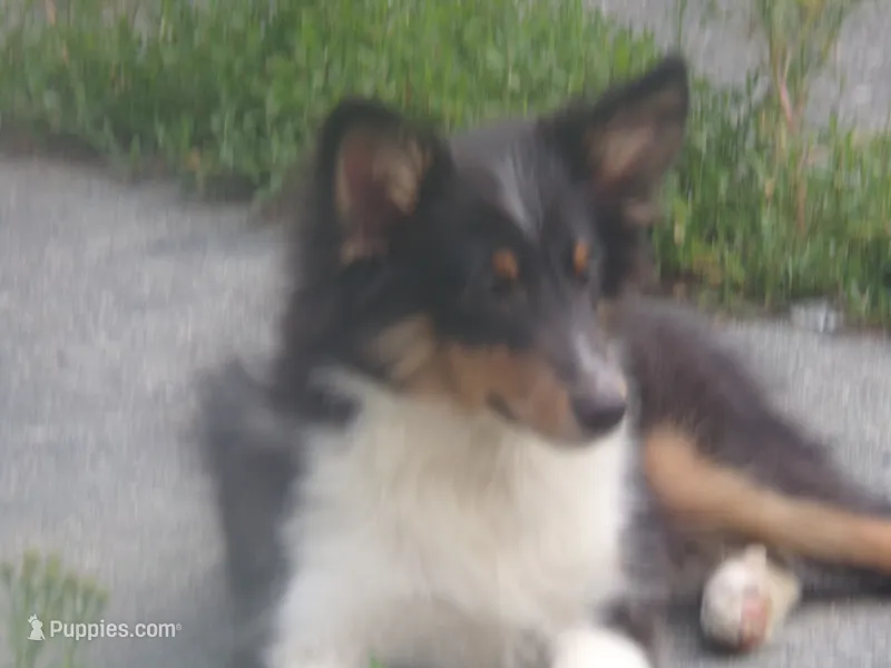 Bismark – Shetland Sheepdog puppy for sale in Fairfield, ME