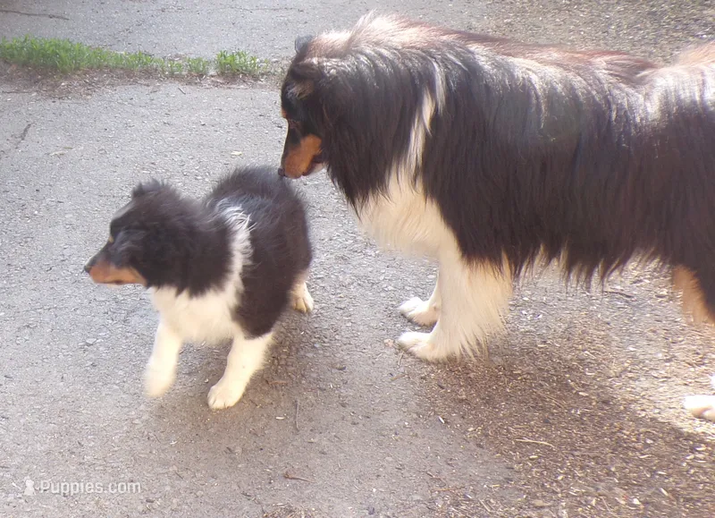 Bismark – Shetland Sheepdog puppy for sale in Fairfield, ME