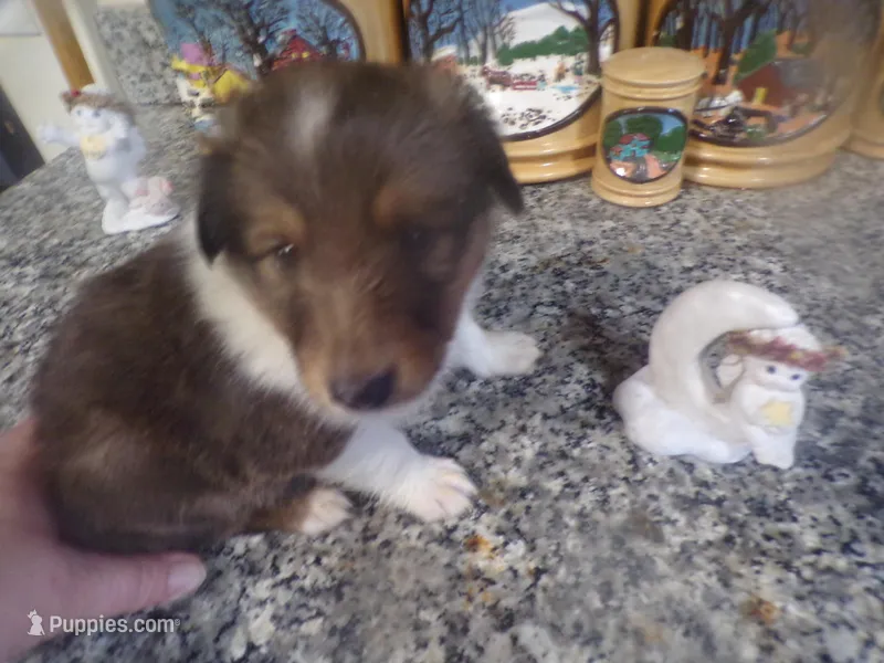 Watson, a male Shetland Sheepdog for sale in Fairfield, ME – Photo 1 of 1