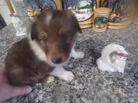 Watson, a male Shetland Sheepdog for sale in Fairfield, ME – 4 of 4
