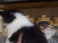 Mila, a female Shetland Sheepdog for sale in Fairfield, ME – 3 of 5