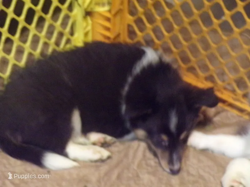 Bismark – Shetland Sheepdog puppy for sale in Fairfield, ME