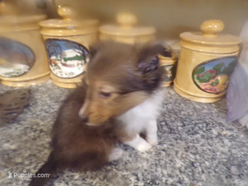 Ryker – Shetland Sheepdog puppy for sale in Fairfield, ME