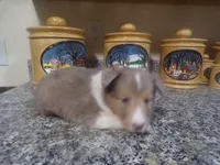 Marmalade, a male Shetland Sheepdog for sale in Fairfield, ME – 2 of 5