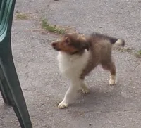 Watson, a male Shetland Sheepdog for sale in Fairfield, ME – 1 of 4