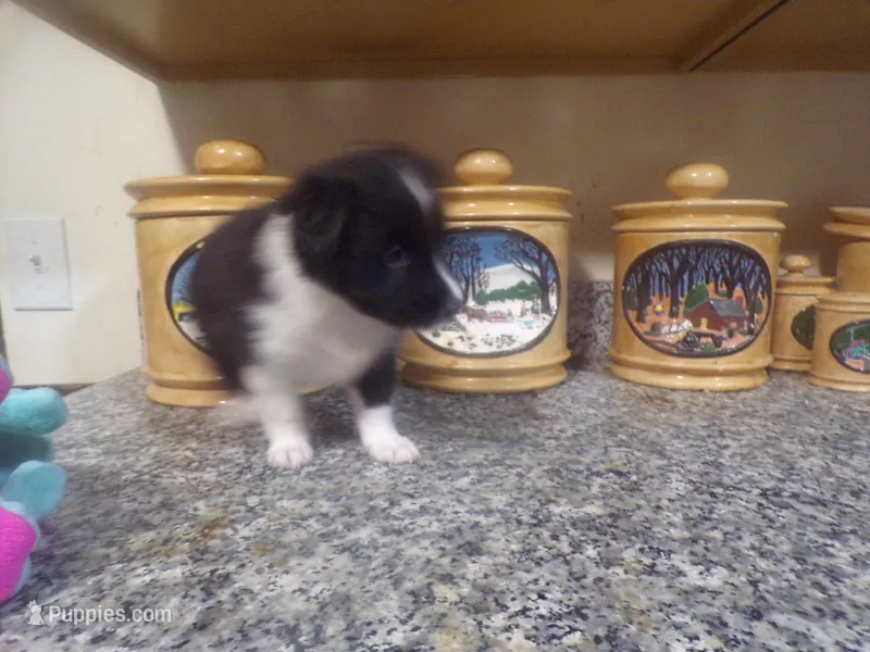 Greta, a female Shetland Sheepdog for sale in Fairfield, ME – 1 of 4